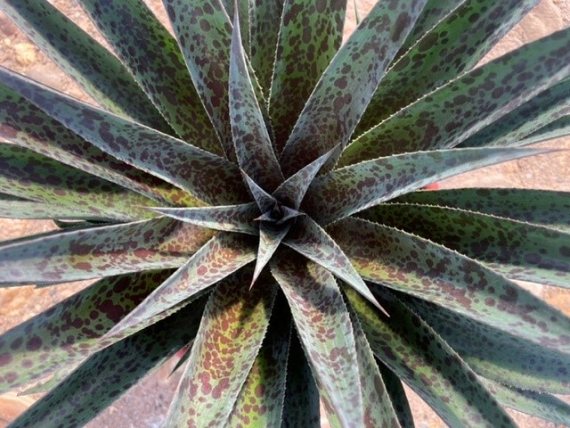 Mangave 'Pineapple Express'
